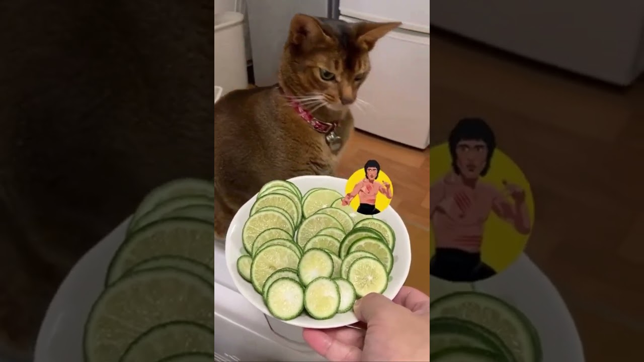 アビシニアン猫のパンチ。カンフー猫。Abyssinian cat punch.Kungfu cat.