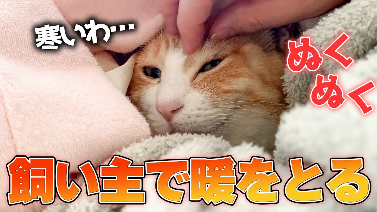 あまりの寒波に飼い主と一緒の布団で暖をとる猫が可愛すぎました…