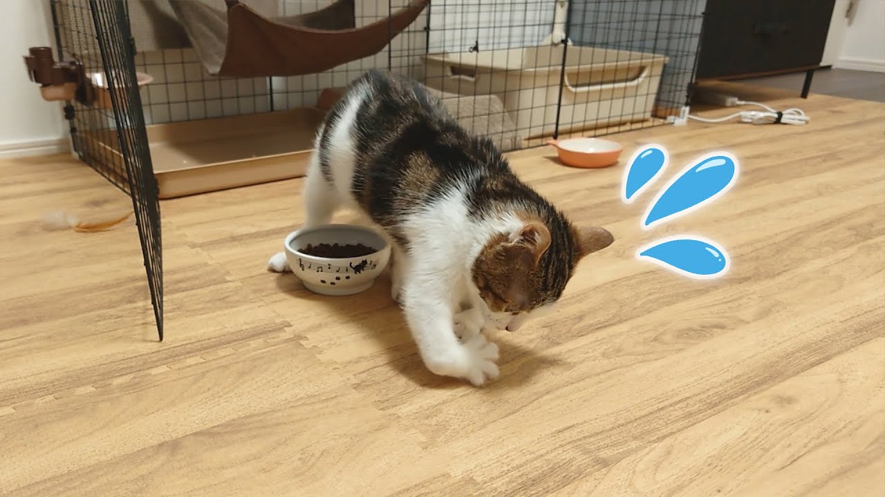 小さい子猫が知恵を絞って考えた食べ残し保存法がとても可愛いｗ