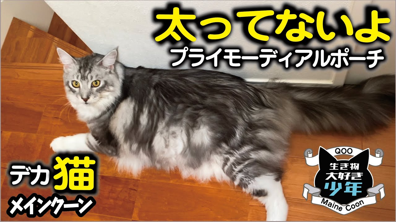 【メインクーン／大型猫】お腹のたるみ、太ったの？プライモーディアルポーチ