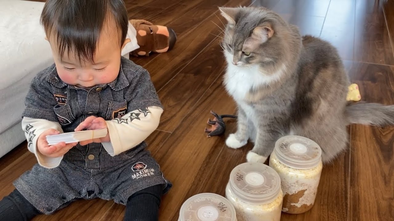 新入りのオオクワガタに挨拶する猫 ノルウェージャンフォレストキャット ラガマフィンcat greeting a new stag beetle.