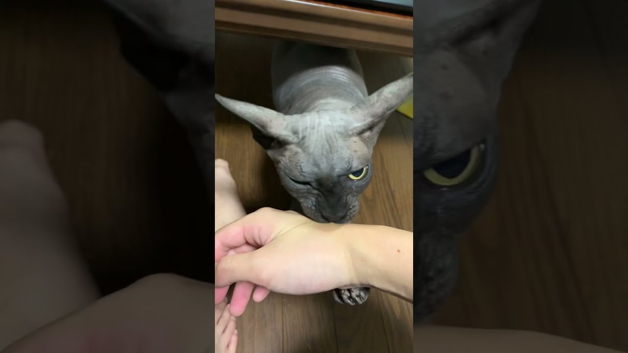 怒りの感情と甘えたい感情が交錯するスフィンクス猫