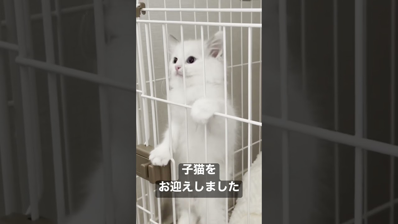 Vlog #1｜ラグドールの子猫のお迎え初日 #shorts #テミー #ラグドール #猫 #子猫 #アンダーテール