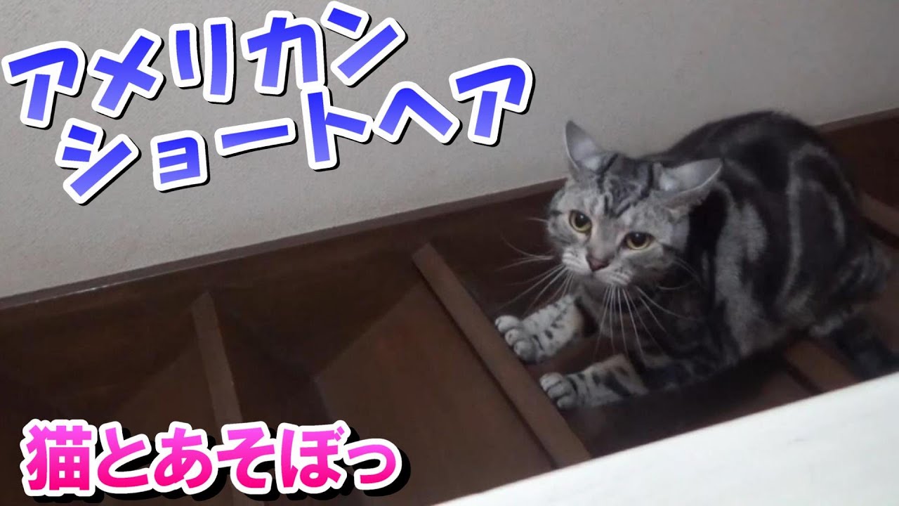 猫のいる暮らし！猫とあそぼ！（アメリカンショートヘア）
