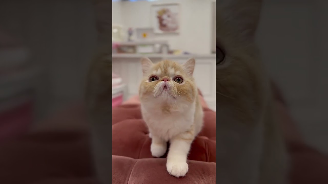 子猫ズンズン #shorts