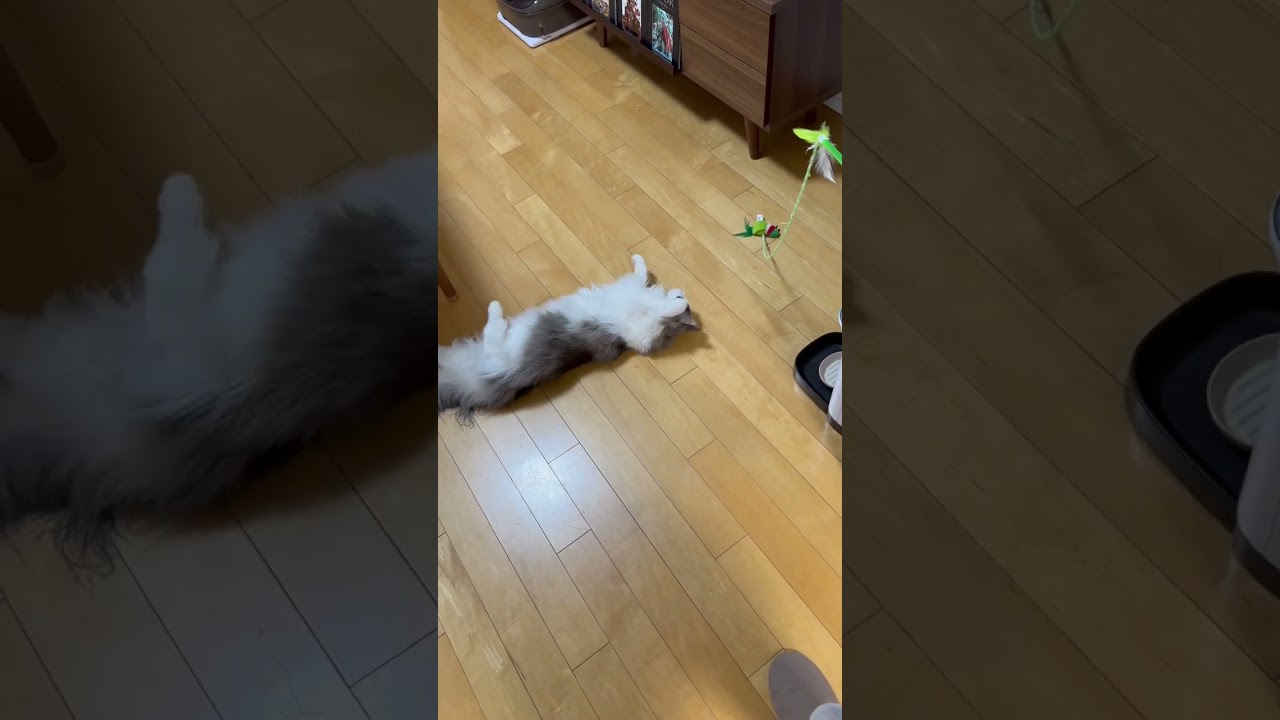 なんとか立ち上がらずにおもちゃを捕まえたい猫【メインクーン】#shorts
