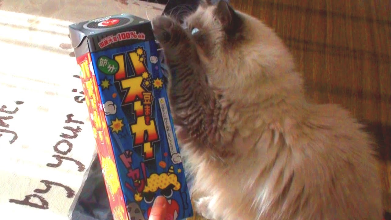 バズーカ砲で豆まきするぞー【ヒマラヤン猫】