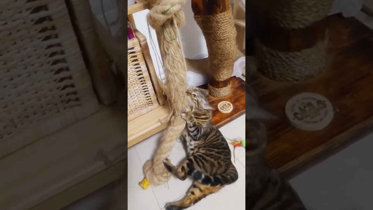 縄がマイブームな猫【ベンガル猫】