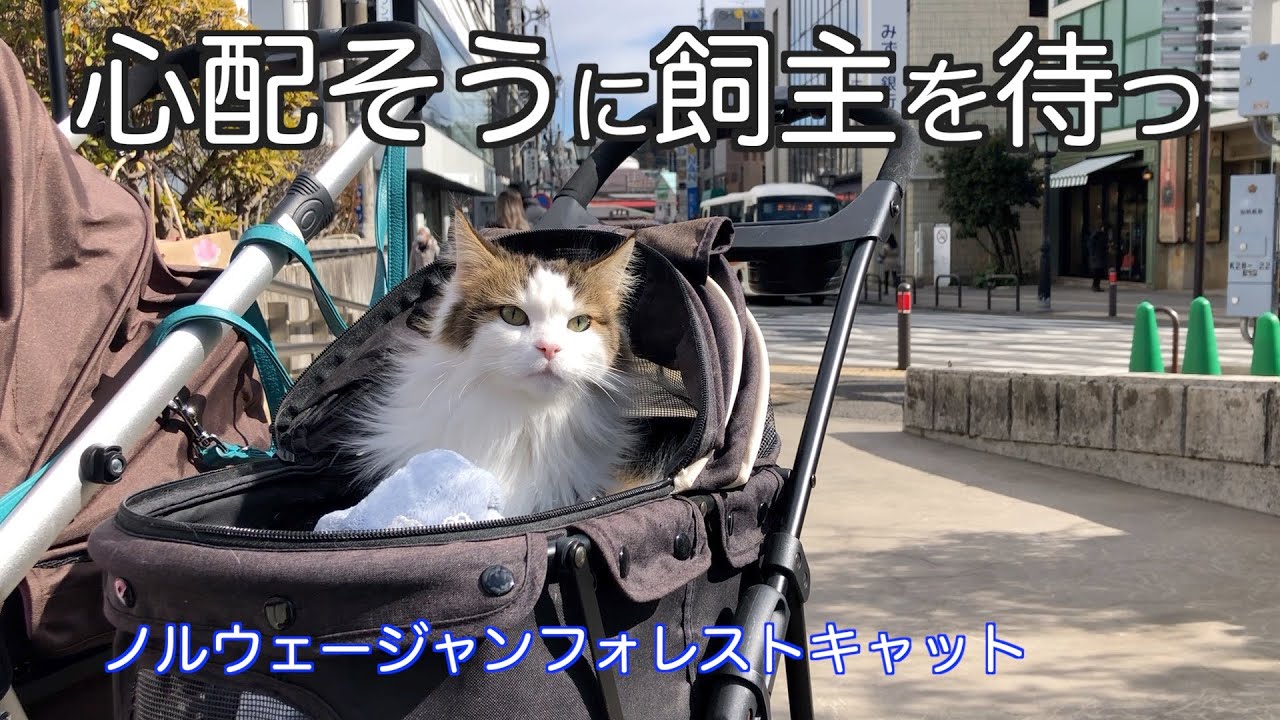心配そうに飼主を待つノルウェージャンフォレストキャット