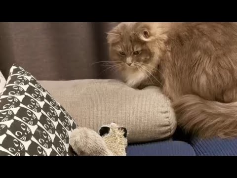 動くおもちゃがうちの猫にとっては恐怖だったらしい。【サイベリアンのラフィ】#shorts