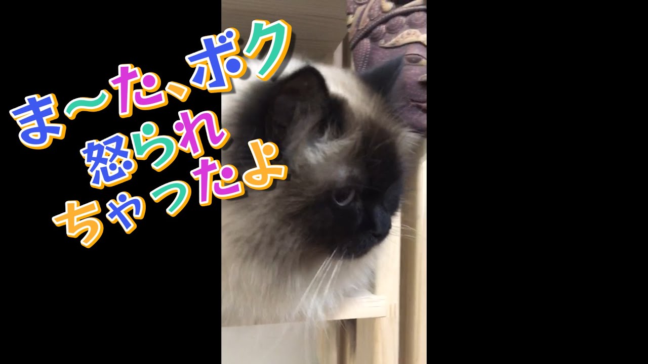 【猫】【ヒマラヤン】母に怒られ、仮面をかぶったグラン。