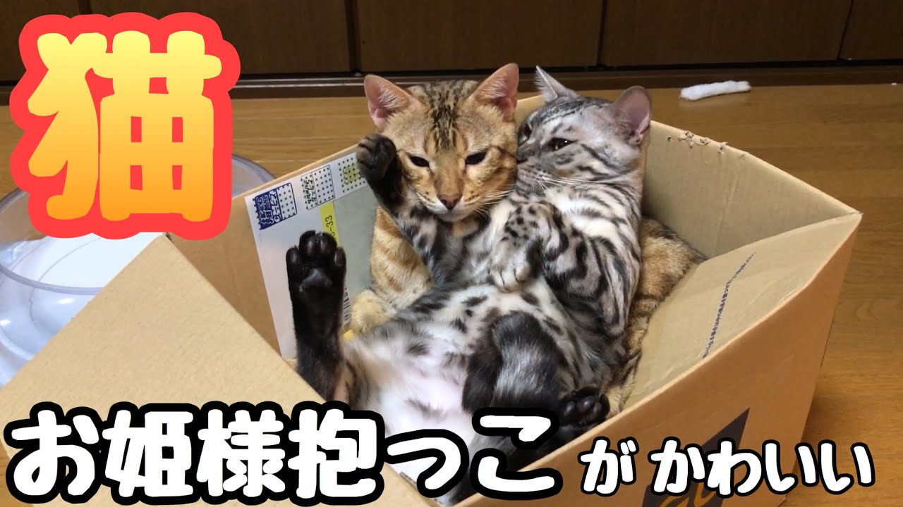 【ベンガル猫夫婦】ラブラブ夫婦が可愛い【ねこつる】