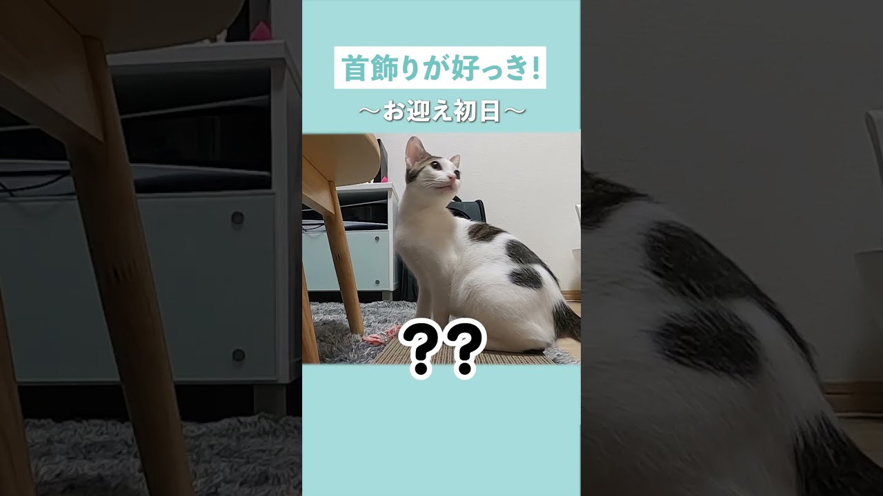 首飾りで遊ぶ猫、はしゃぎすぎて痛ぁ～いハプニングが...！
