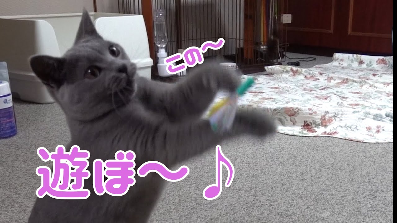 8ヶ月になるシャルトリューと新しい玩具で遊ぶとこんな感じになります           【Chartreux】