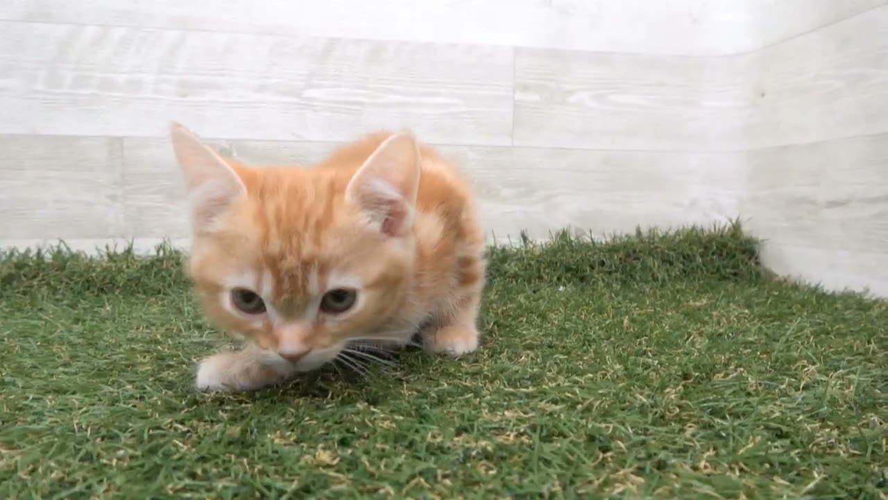 Coo&RIKU　No00616769 アメリカンショートヘアー