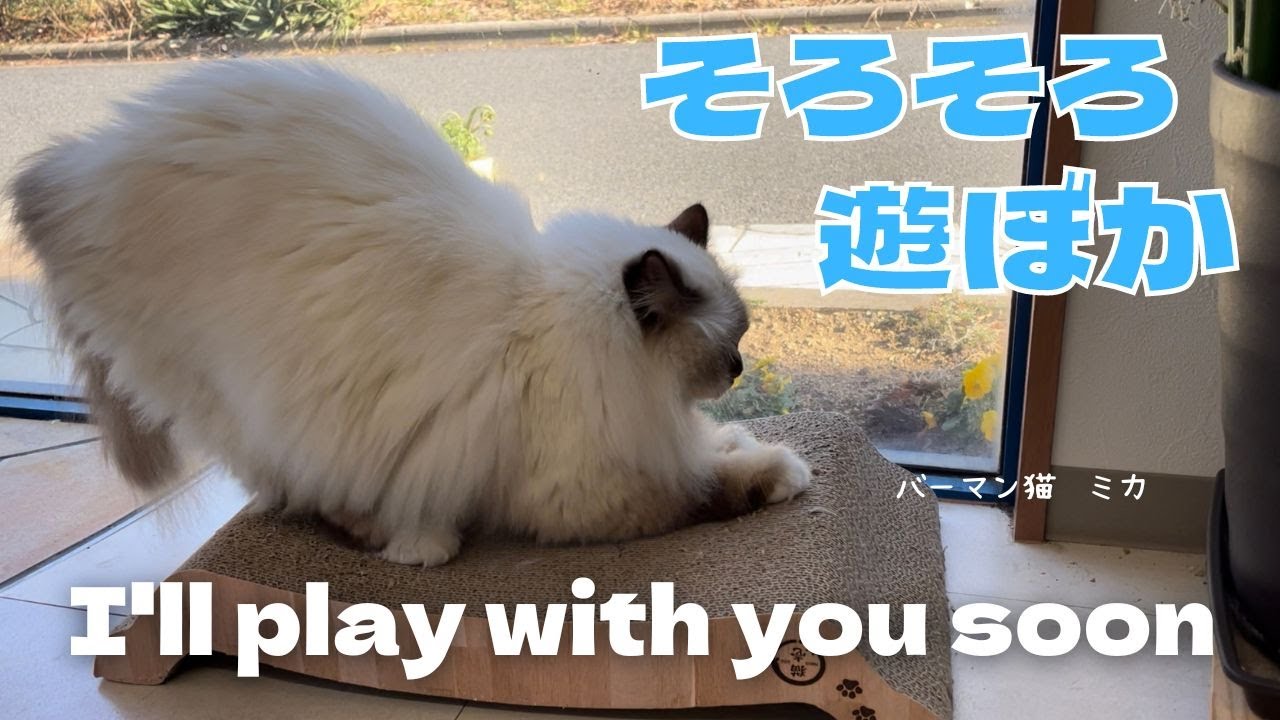 バーマン猫ミカ【そろそろ遊ぼか】I'll play with you soon（バーマン猫）Birman/Cat