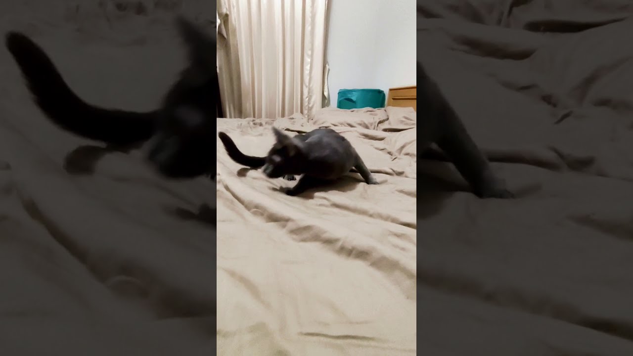 ハイジャンプしたら背中から落下した仔猫 #Shorts