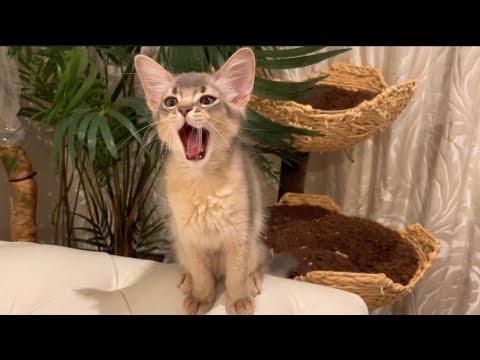 僕の『おはよう』は…かなりヤバいのだ❣️【ソマリ】