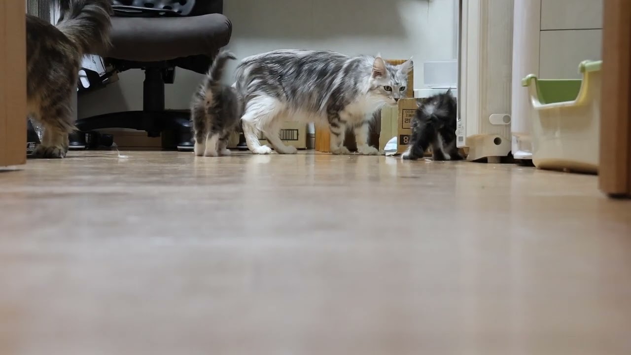 メインクーンの子猫達ドアを開けたよ