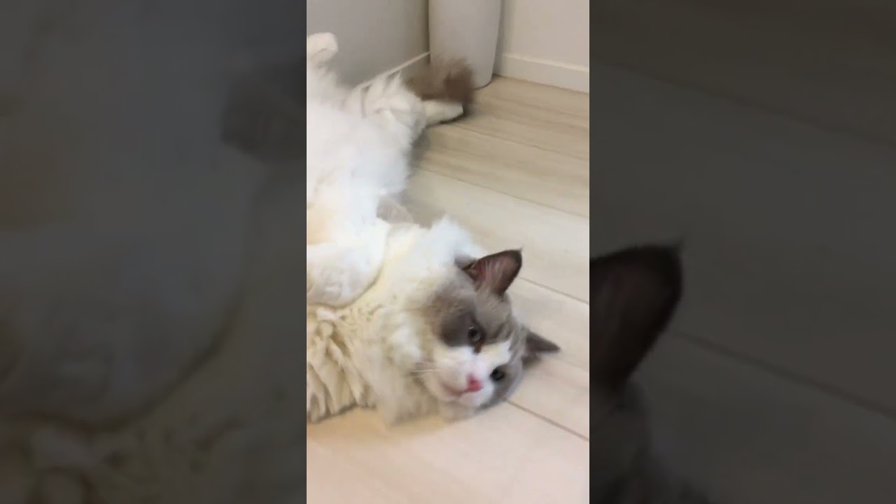 ラグドールのマルちゃんのまったり #shorts