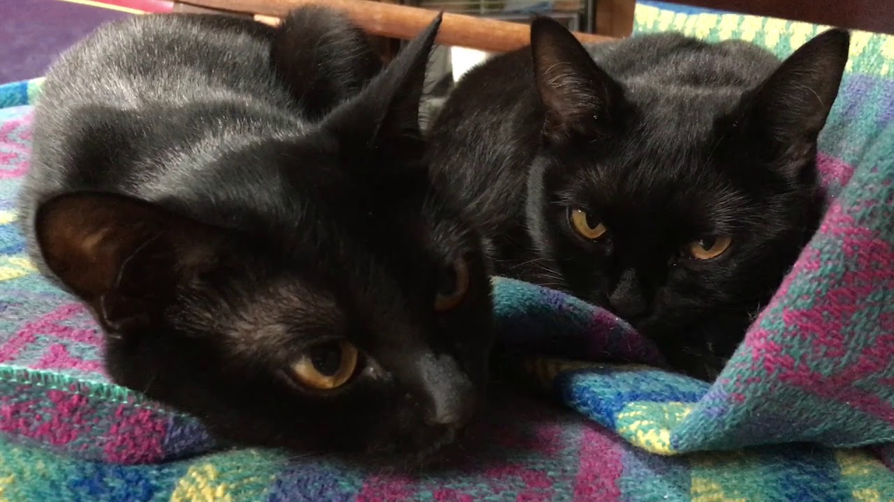 4匹の黒猫ボンベイ家族の 1日☆Four black cats Bombay family's day！Black bombay cat（黒のボンベイ猫）