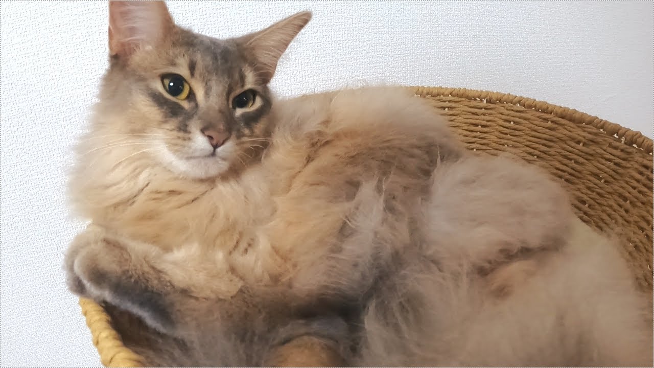 【ほんとにソマリ？】ご飯の時間になるともらえるまで鳴き続ける子猫【ソマリブルー】