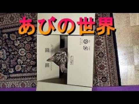 ネコ動画あび＃363　あびの毎日　アビシニアン　あび
