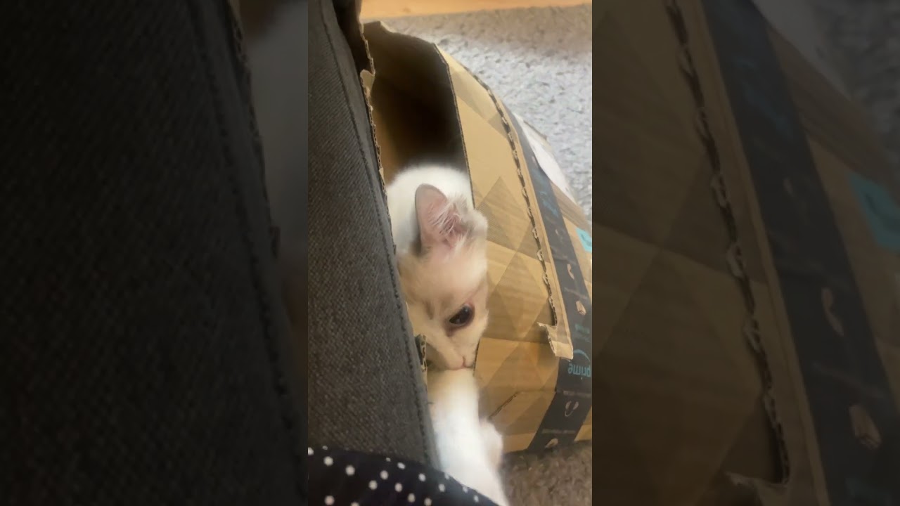 ラグドール子猫のあざと可愛い予想外の行動w