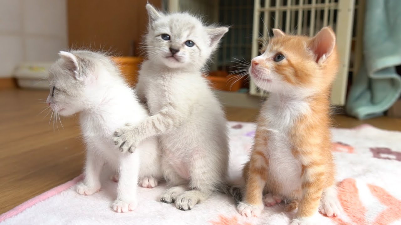 【生後25日】三つ子の子猫たち、色んな事ができるようになってきました【保護子猫】