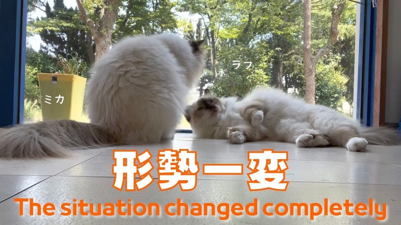 仲良くグルーミング【形勢一変】The situation changed completely（バーマン猫）Birman/Cat