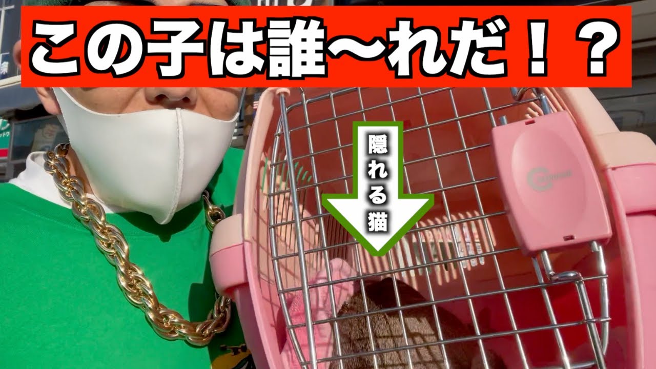 【ご報告】猫の家族が増えました♡