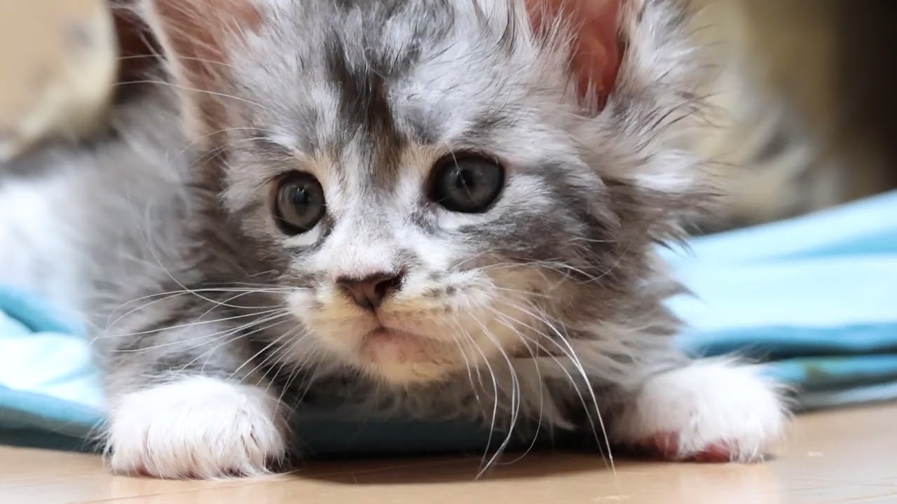 シルバーのメインクーン子猫のクリストフ君