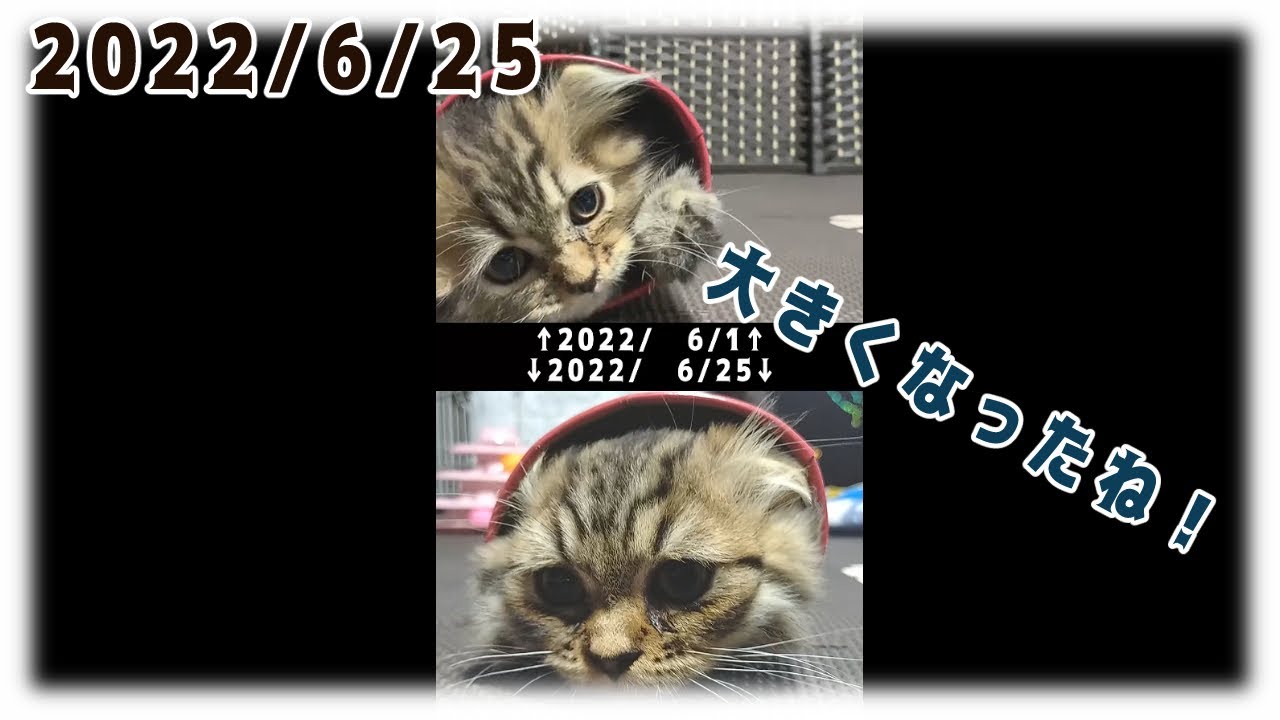 【20220625】大きくなったね！【猫・ラガマフィン】 #Shorts