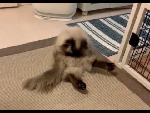 やわらかヒマラヤン