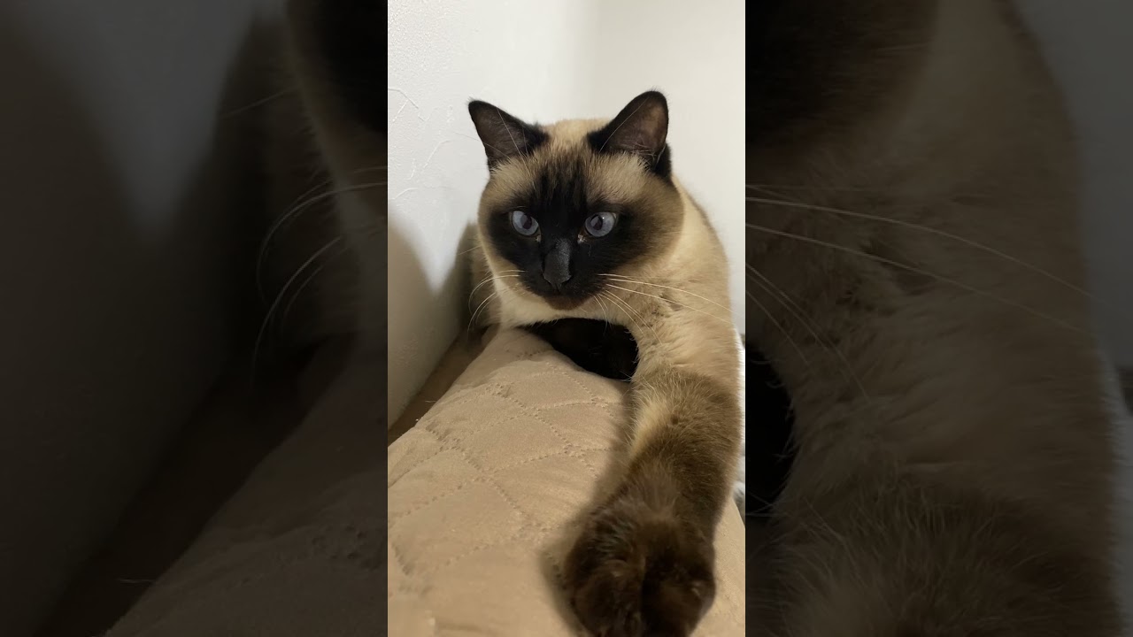 【2023.02.12】今日のシャム猫のふくさん（音無し）【たぬき猫】 #Shorts