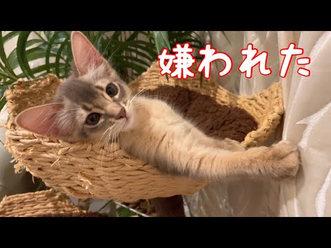 大好きなのに嫌われちゃった❣️【ソマリ】