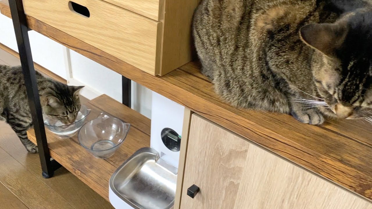 子猫が凶暴先住猫のお水を勝手に飲んだ結果...
