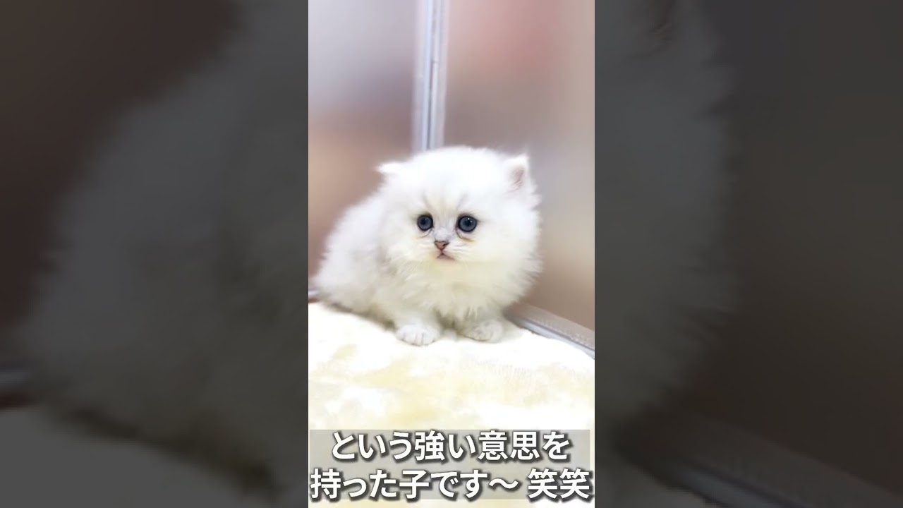 【子猫の成長記録】#shorts #ミヌエット #マンチカン #子猫