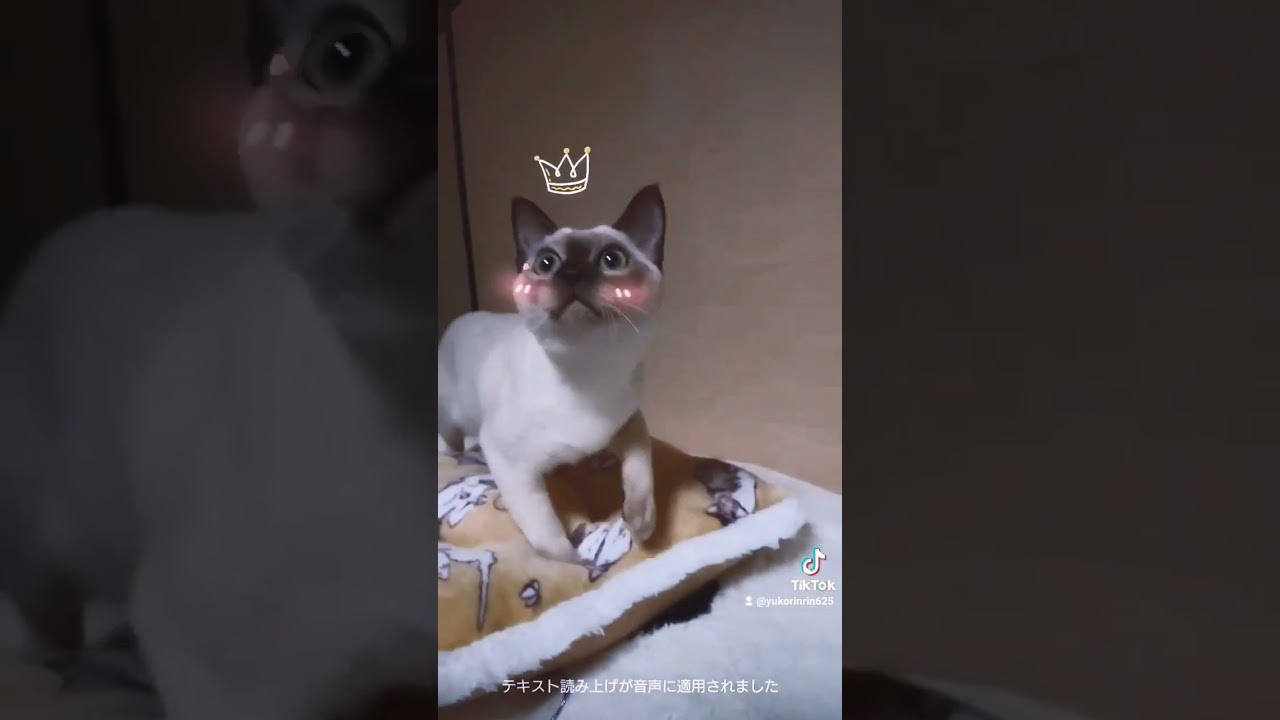 #猫 #tiktok #cat #トンキニーズ #ねこ #猫動画