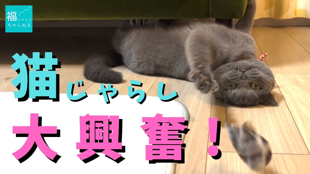 【ブリティッシュショートヘア】猫じゃらしで遊ぶ猫がかわいすぎる！
