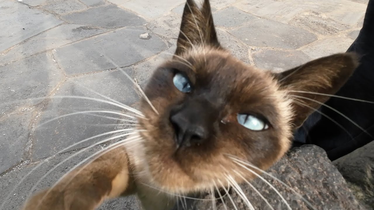 初めてシャム猫を見た私はメロメロになった