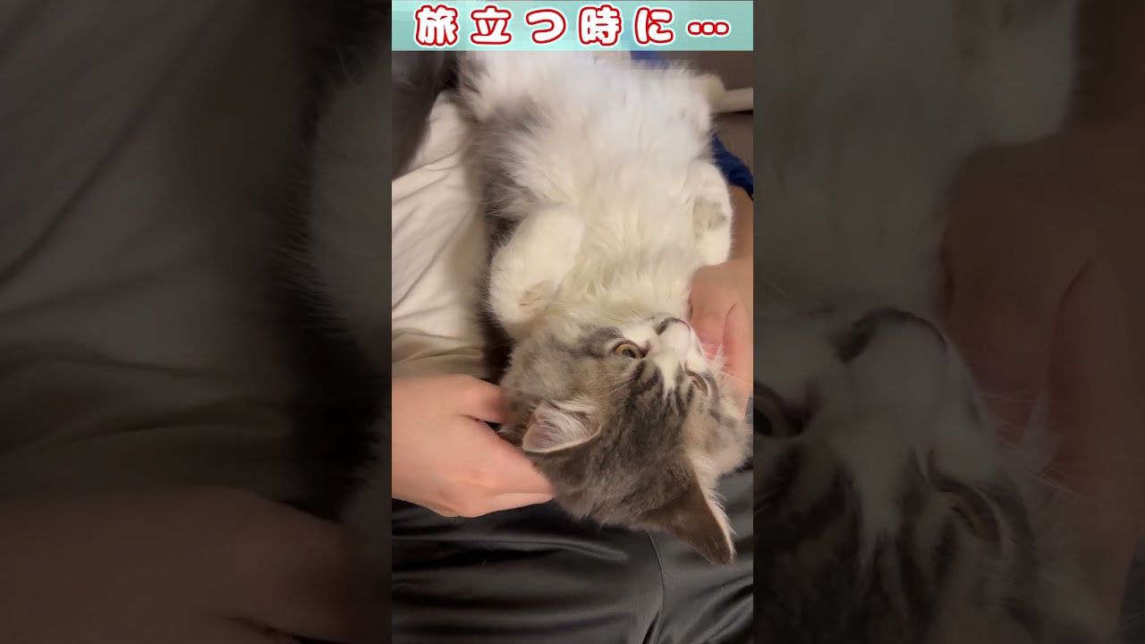 【旅立つときに…】#shorts　#ラガマフィン