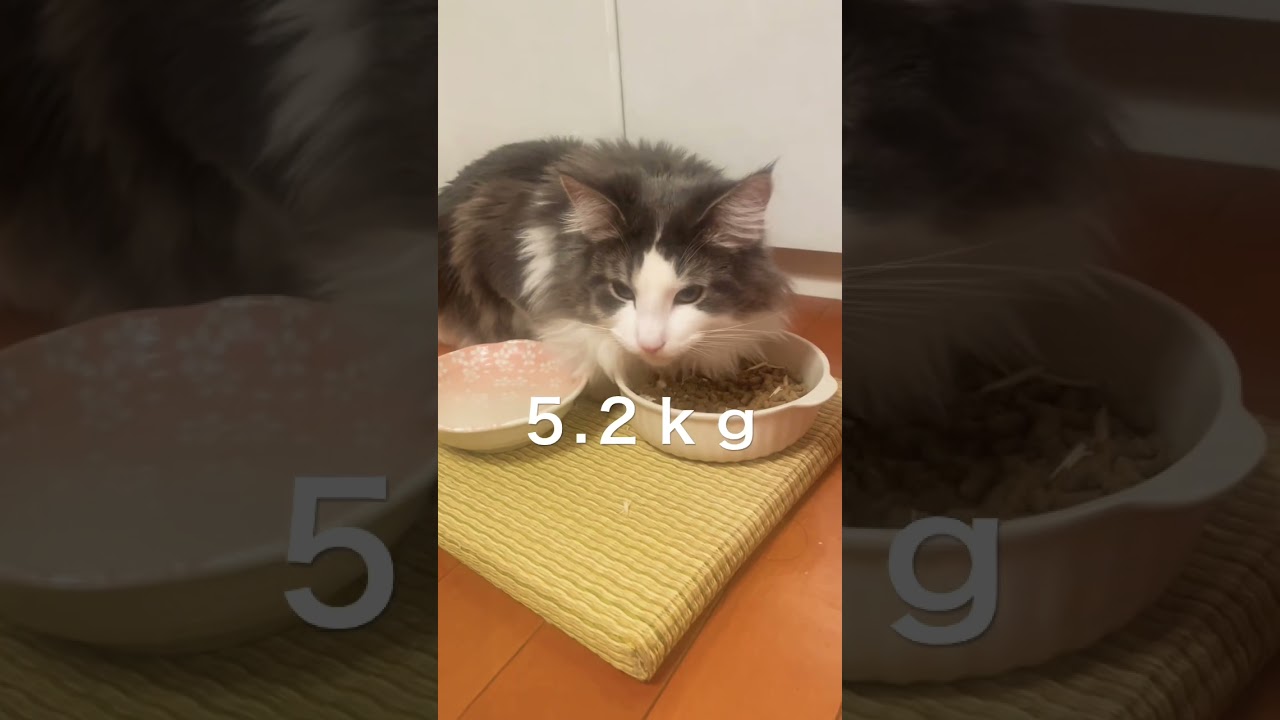 順調に大きくなるリキ #ノルウェージャンフォレストキャット #子猫成長記録