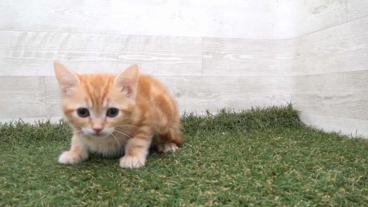 Coo&RIKU　No00616770 アメリカンショートヘアー