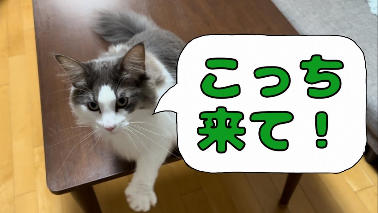 手招きして飼い主を呼ぶ猫【メインクーン】