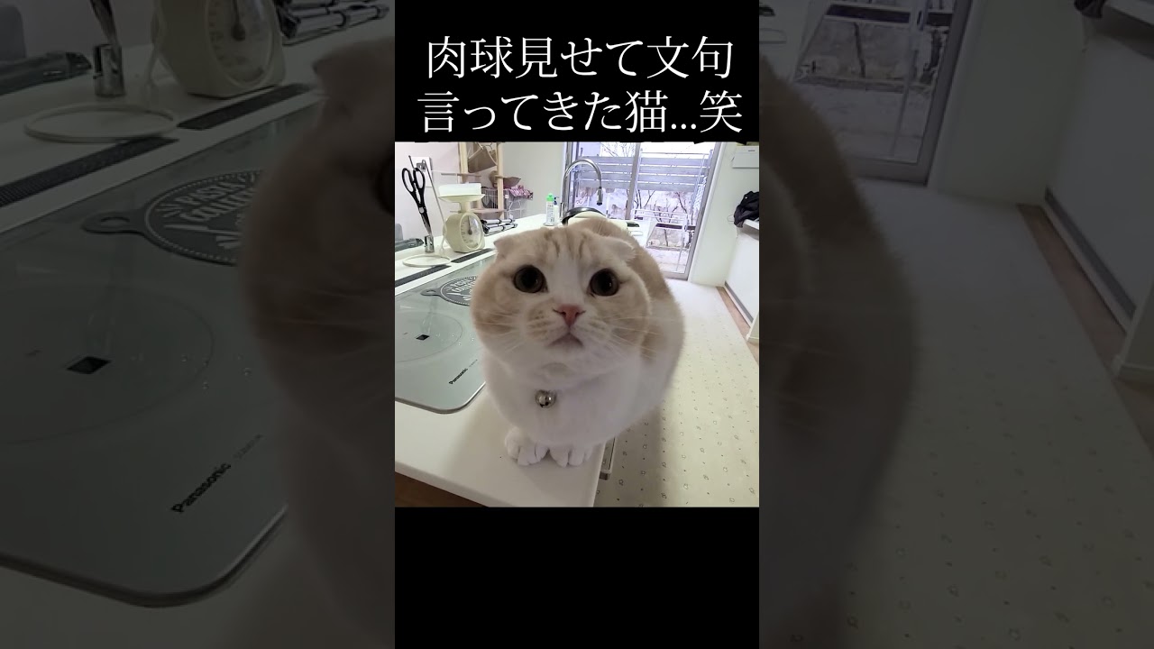 帰りが遅くて猫が肉球を見せて文句言ってきた...笑#shorts