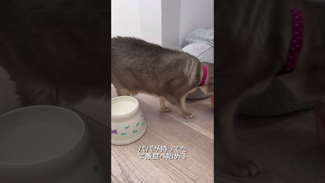 飼い主が突然倒れた時猫は…