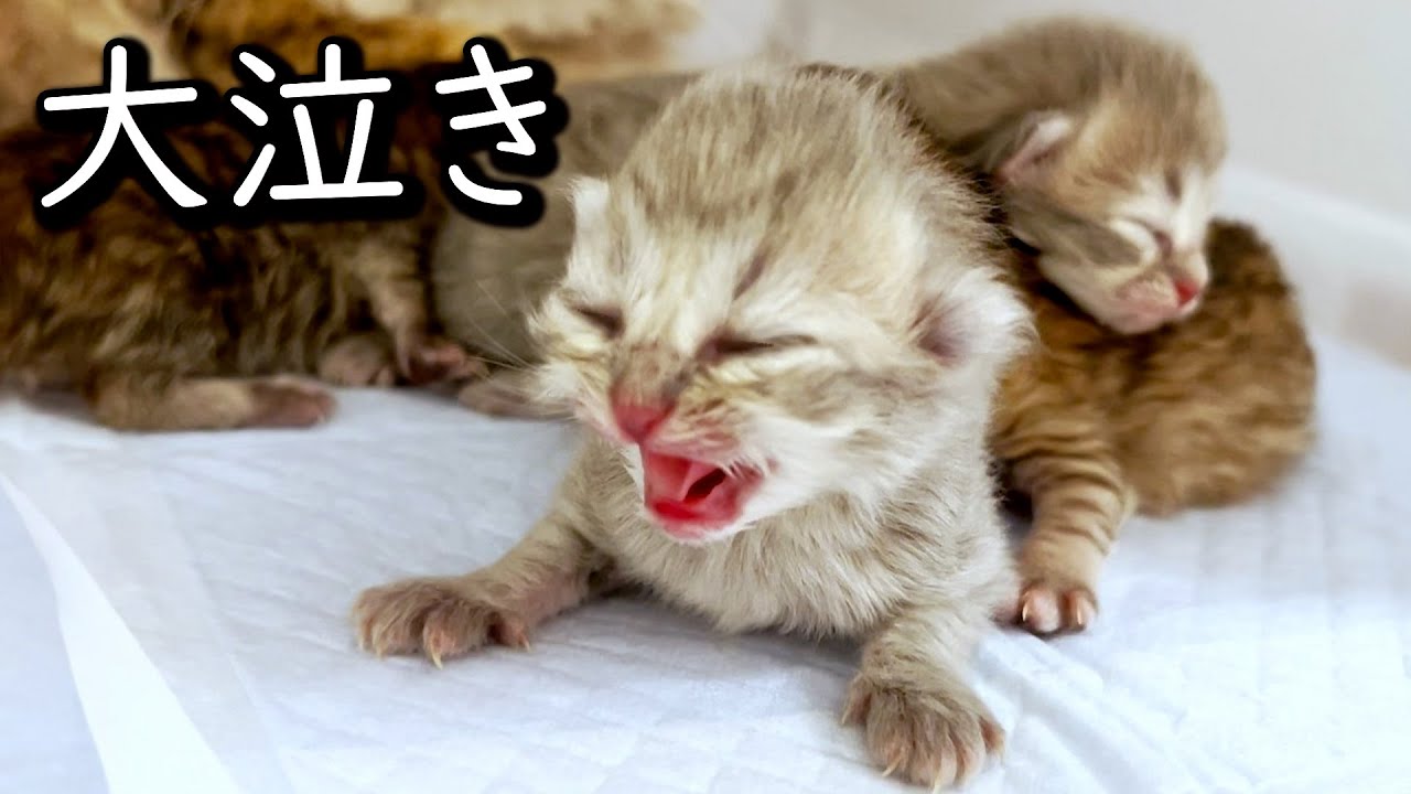 【ペルシャの子猫】赤ちゃんの泣き声の声量がヤバイ件 ∼猫のいる生活Vol.616∼ 出産動画 マンチカン短足・ミヌエット・ペルシャ猫専門ブリーダー『ペット蔵人』【子猫の成長記録】