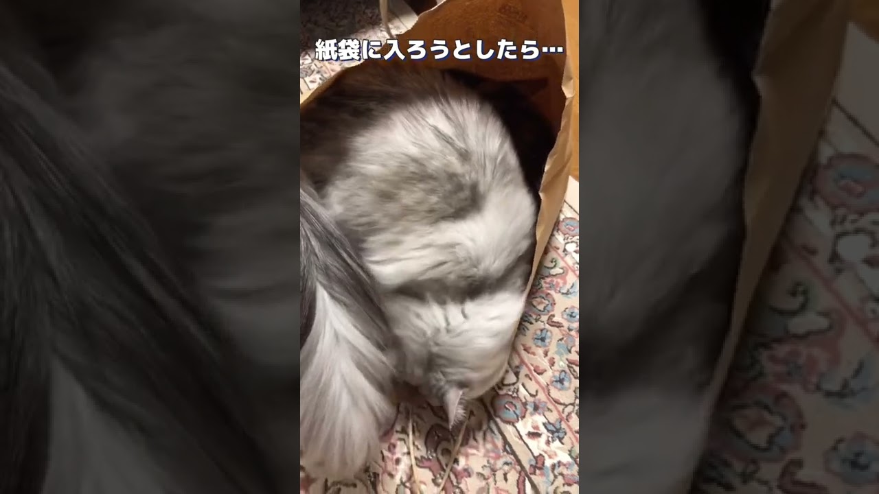 紙袋に入ろうとしたら先客がいました【ラガマフィン】！#shorts