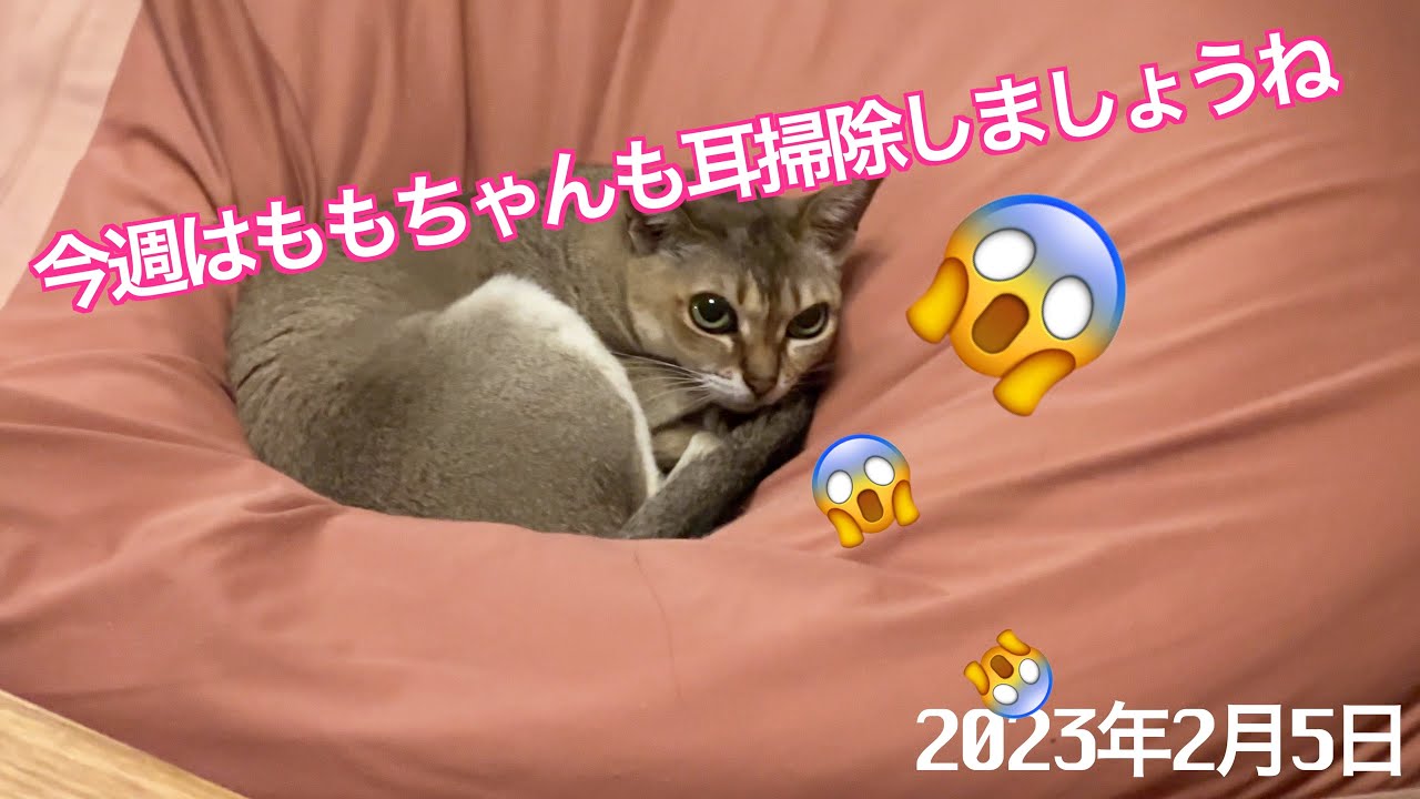 耳掃除が心地よくなってきたかも⁉️シンガプーラ「もも」：2023.02.05